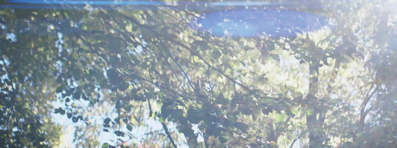 Sun flare shining through tree branches on a sunny day