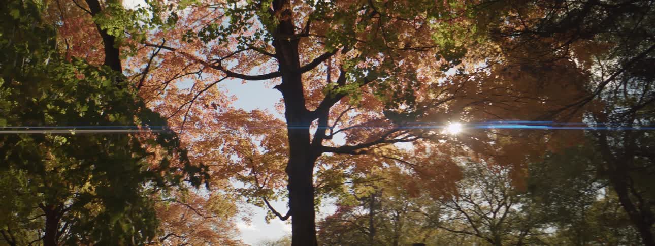 Sun shining through trees with autumn colored leaves