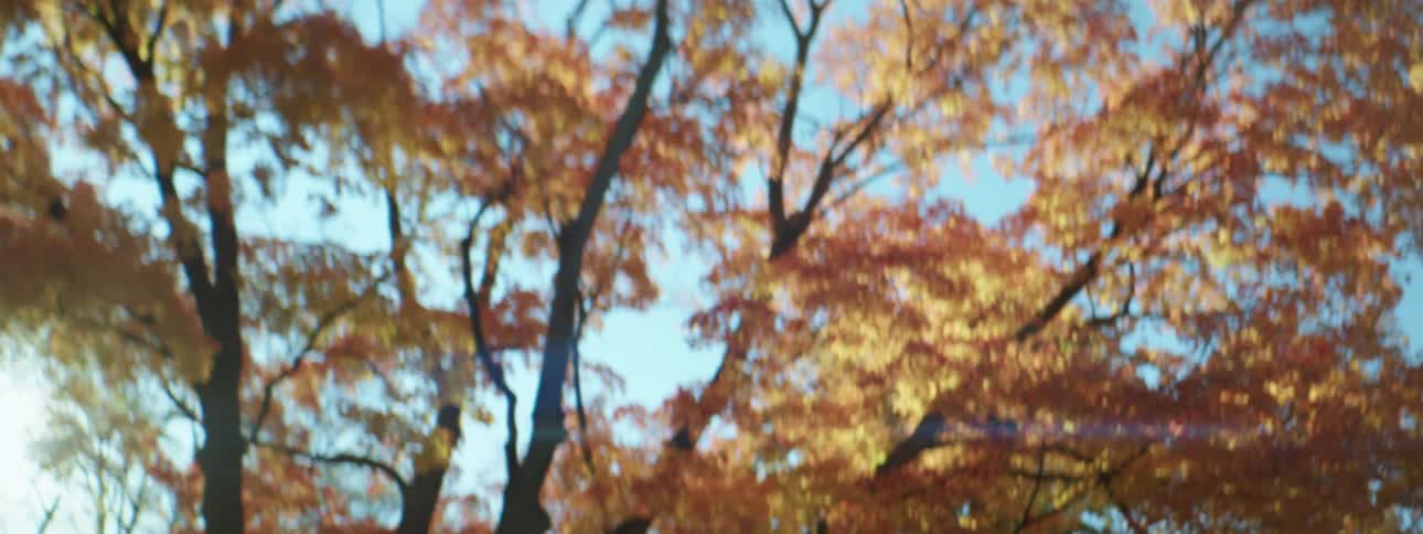 Trees in a forest with green yellow and orange leaves