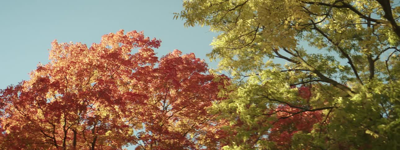 Beautiful trees with leaves in fall colors on a clear day