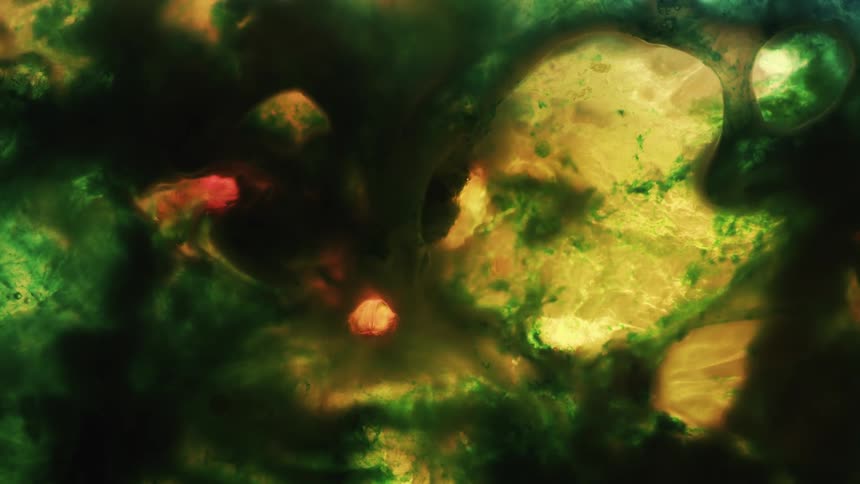 Yellow red and orange liquids moving around in a green liquid