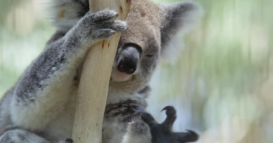 A koala hanging on a tree scratching