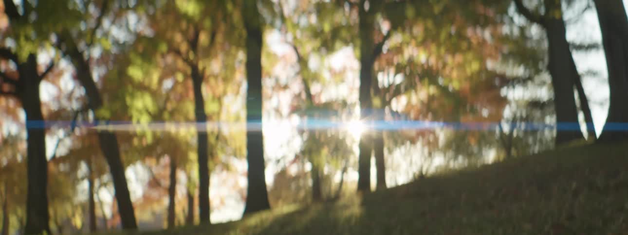 Sunlight shines through a line of trees on a hill on a sunny day