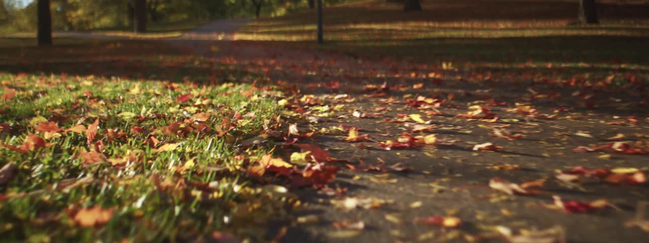 Fall leaves on a path in a forest