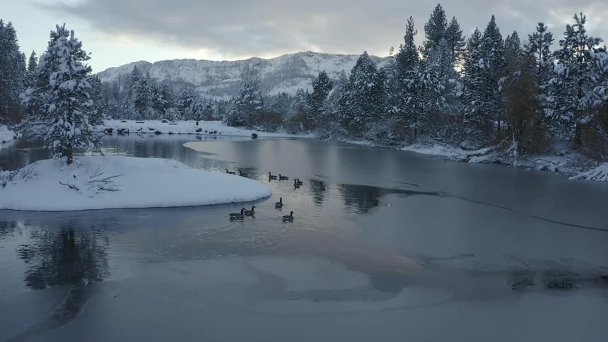 Ducks float in the icy water near the forest