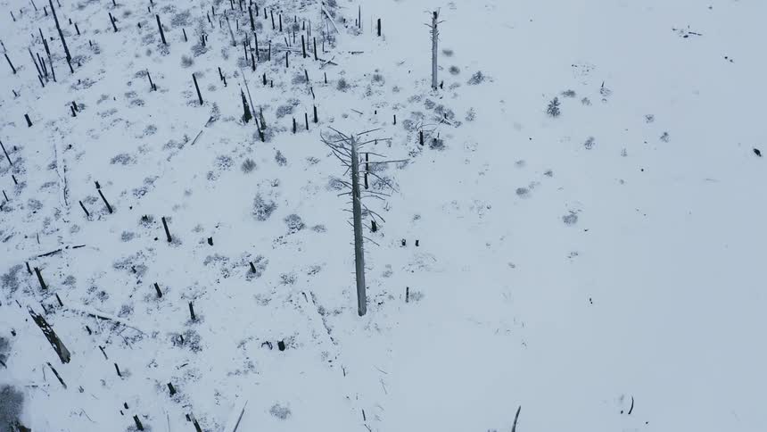 Land covered in snow and ice with many barren trees