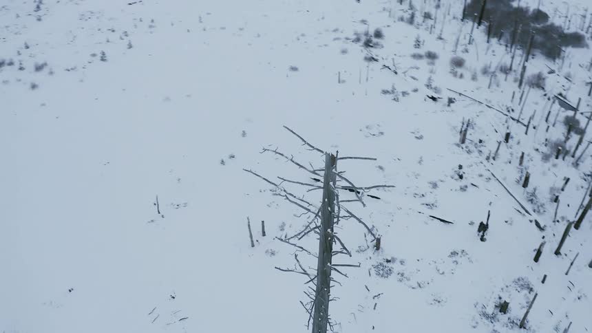 Aerial view of a dead tree in the snow covered plains