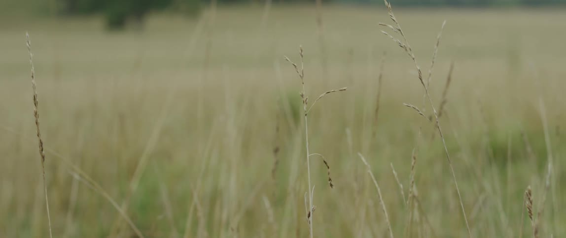 A grassy field during the day