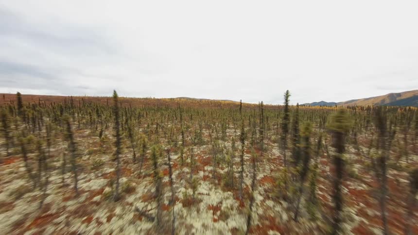 A vast grassland of a tall thin plants under a cloudy daytime sky