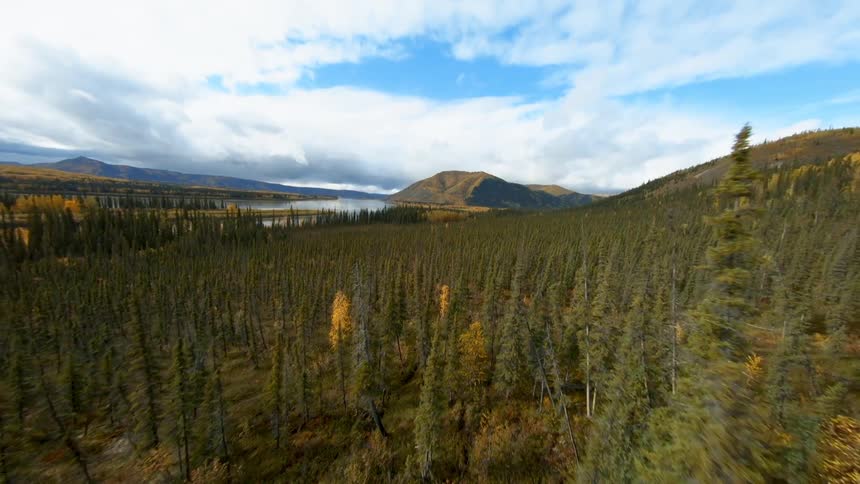 Many trees along hillside with mountains on the horizon on a cloudy day