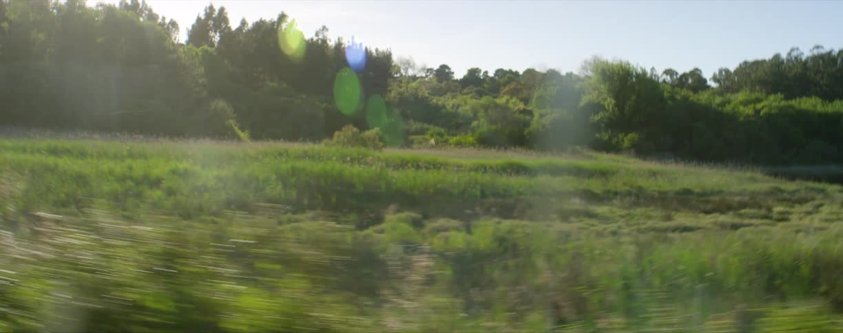 Wooded forest area with pond and many plants on sunny day