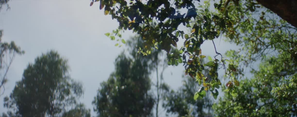 Leaves on trees in a forest