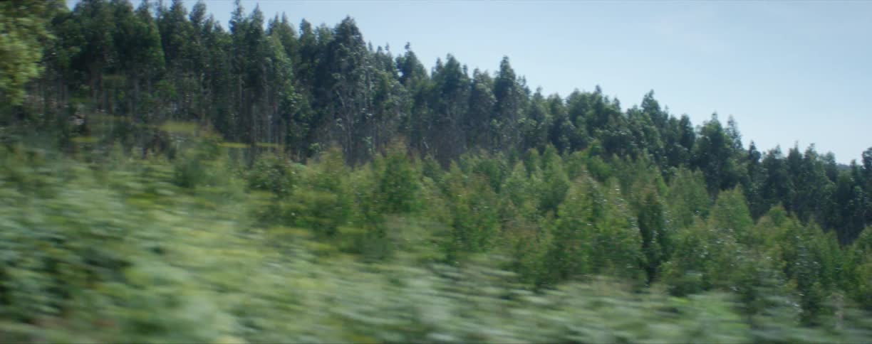 Forest area with many pine trees and wilderness on a clear day