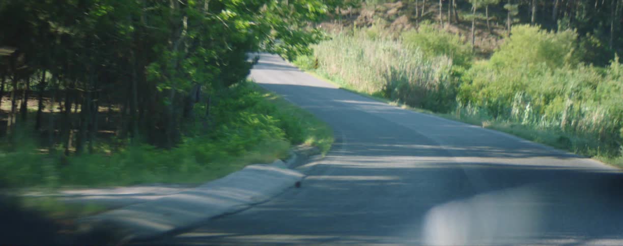 Tarmac road through forest on a sunny day