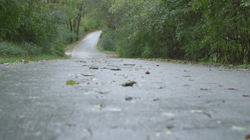 Fallen leaves and twigs dot road passing through woods