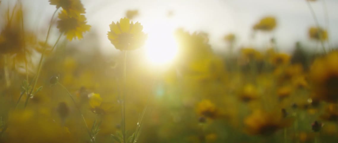 A field of yellow flowers against the sun