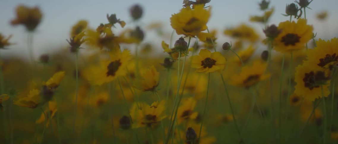 A field with yellow daisies and grass