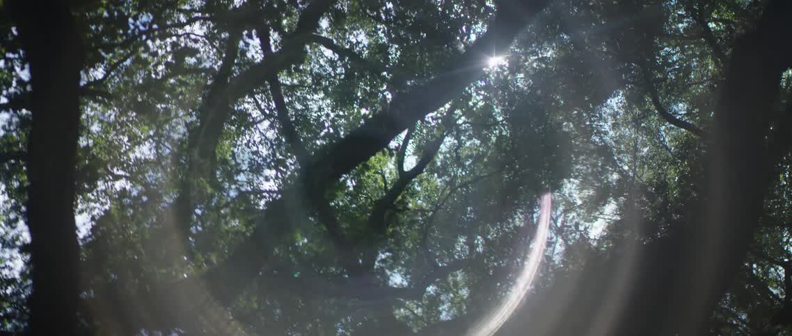 A forest with sun coming through the branches and leaves