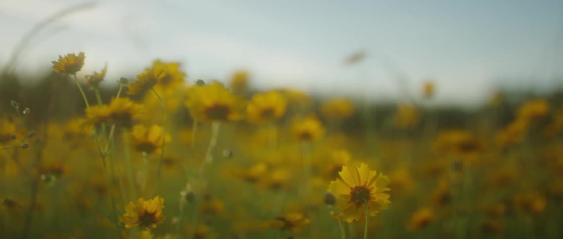 An insect flies away from a large field of yellow daisies
