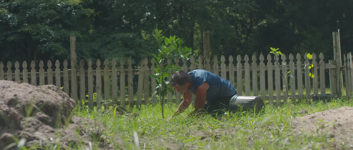 A man in a yard planting a tree in the ground with a fence and trees in the background