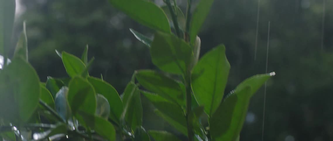 A yard with rain falling on a plant with a fence trees the sky and clouds in the background