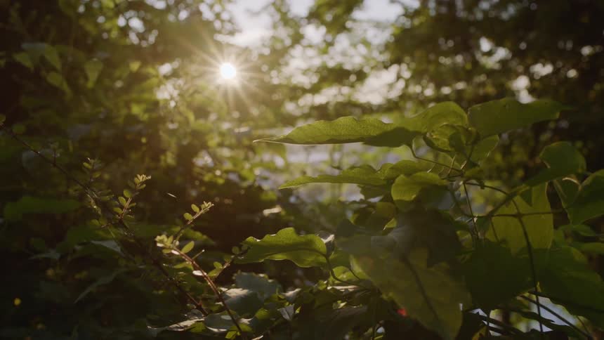 Sun shining brightly through trees and leaves moving with the breeze