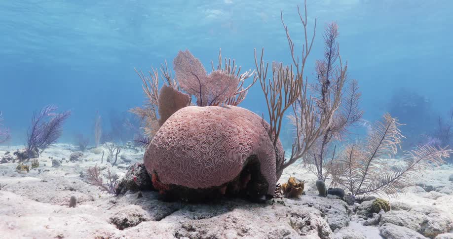Fish and plants under water
