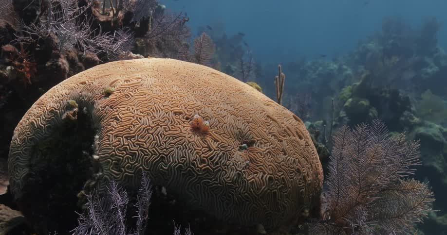 A brain sponge growing on a coral reef in the clear blue ocean waters