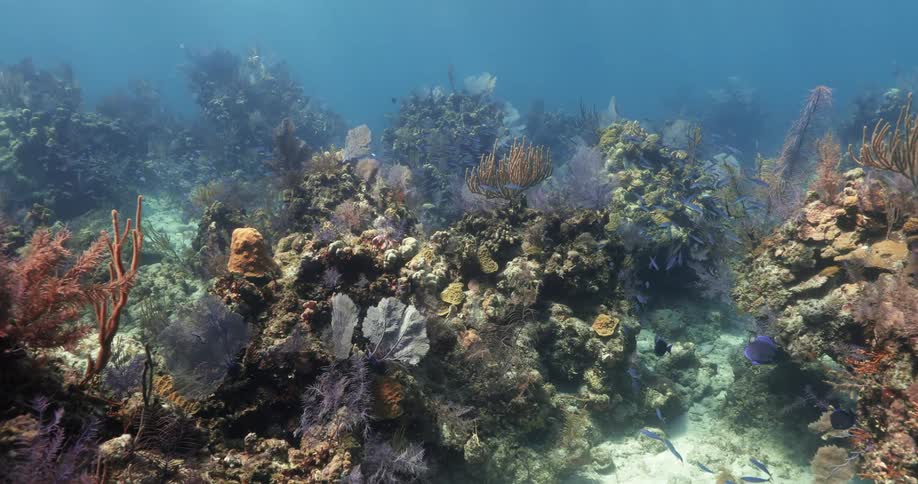 Underwater footage of tropical coral reef in the clear blue ocean waters