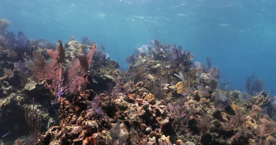 Colorful corals at the bottom of the sea