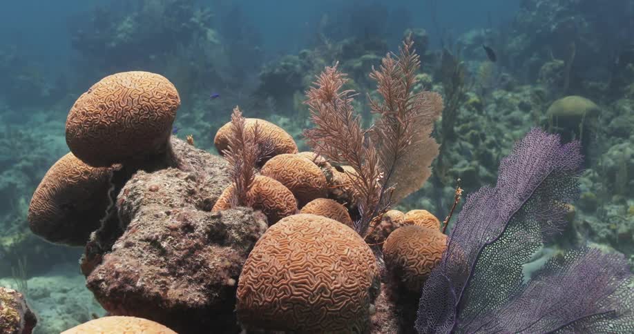 A moving shot of underwater plant life