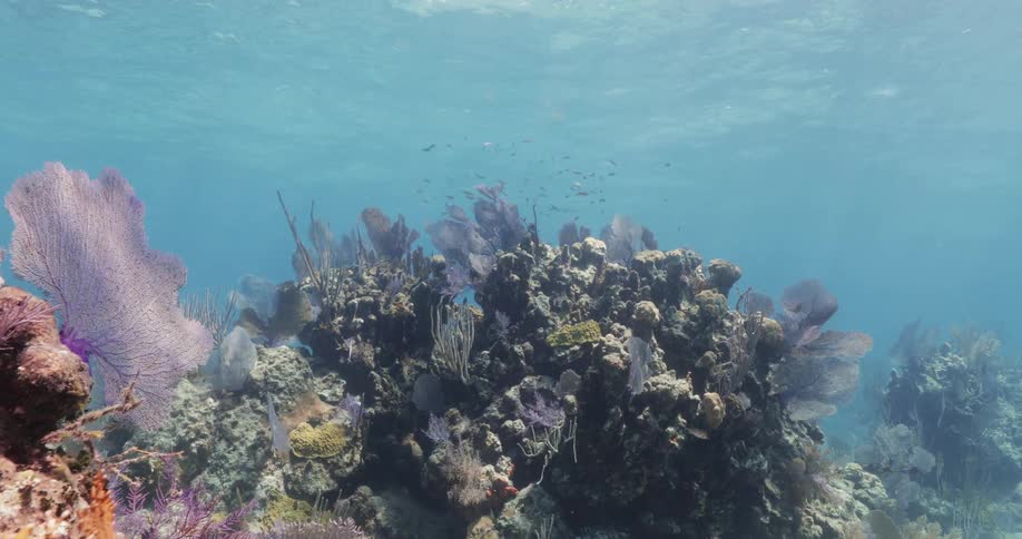 A wide shot of an ocean floor