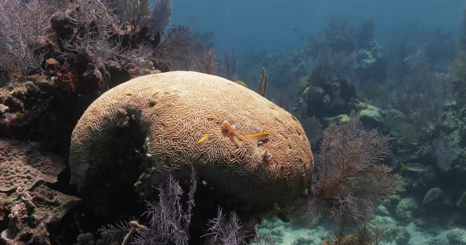 A large peach sea brain coral underwater in the ocean with small fish swimming around in a coral reef during the day