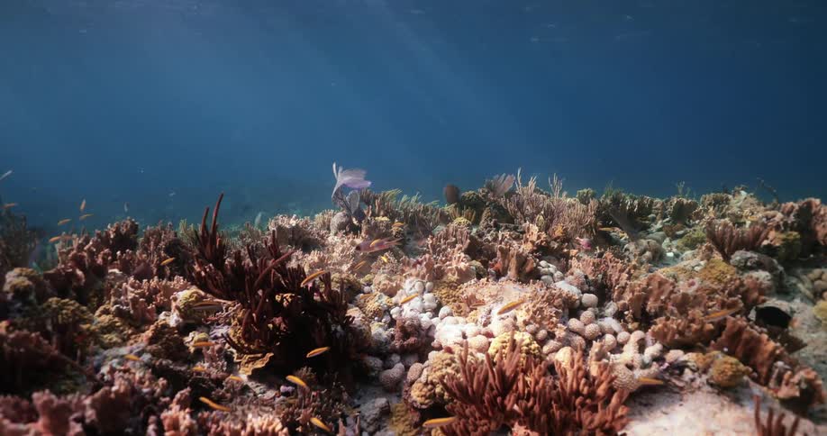 Fish swimming underwater in the ocean in a coral reef habitat during the day