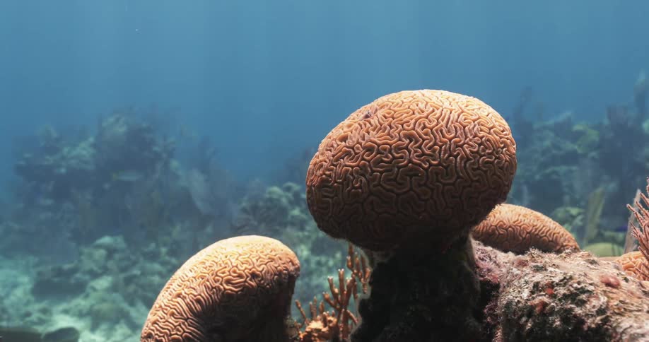 Underwater in the ocean with red coral