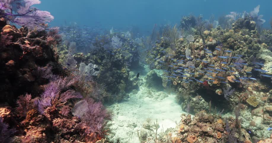 A school of fish swims between coral formations on the sea floor during the day