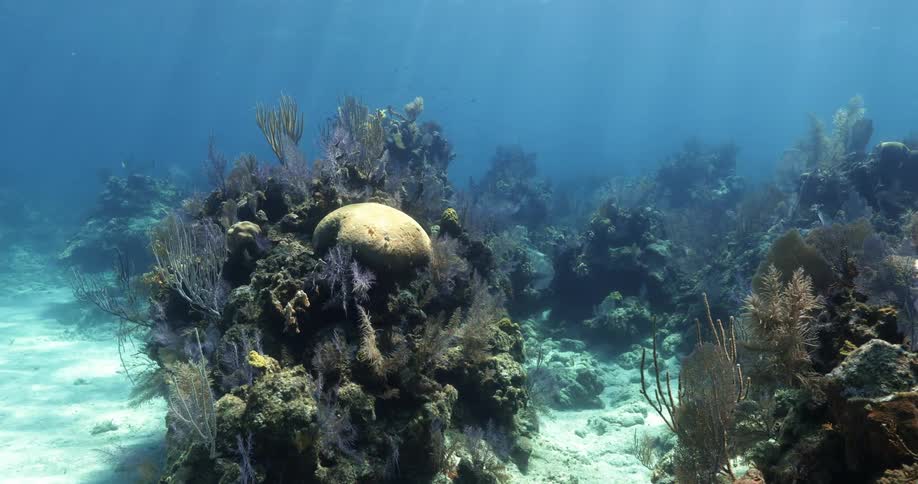 Plants in the ocean