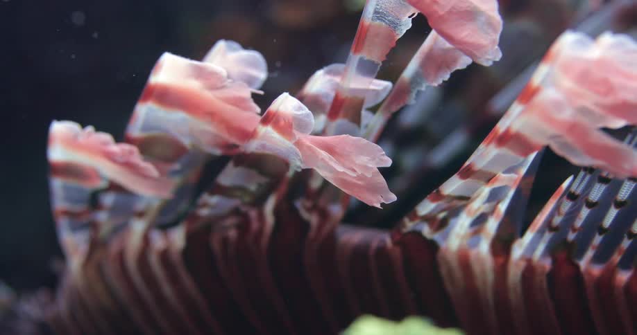 Red Lionfish spines underwater