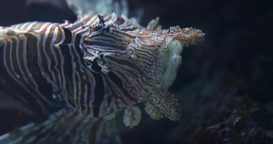 A lion fish underwater resting at the bottom of an ocean floor