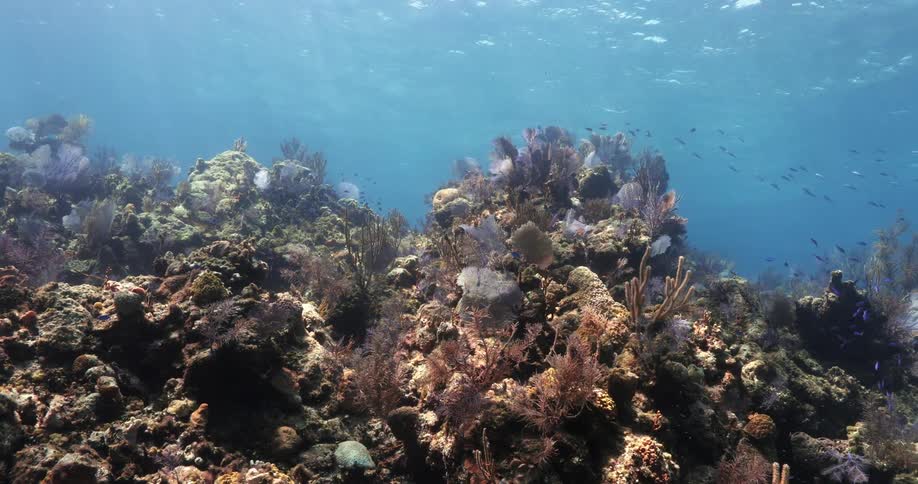 A coral reef underwater with fishes and sunlight
