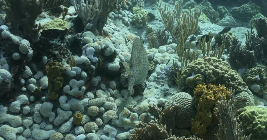 Gray reef fish swimming over coral reefs in the clear ocean waters