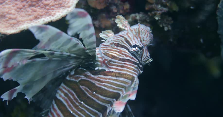 A red lionfish underwater with a coral reef in the background