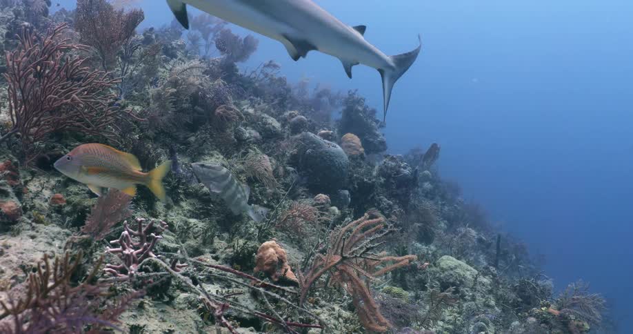 Fish swimming under water