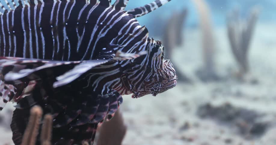 Red Lionfish swimming on a coral reef