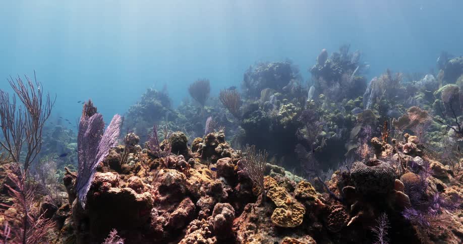 Underwater at the bottom of the ocean with coral fish plants and sand
