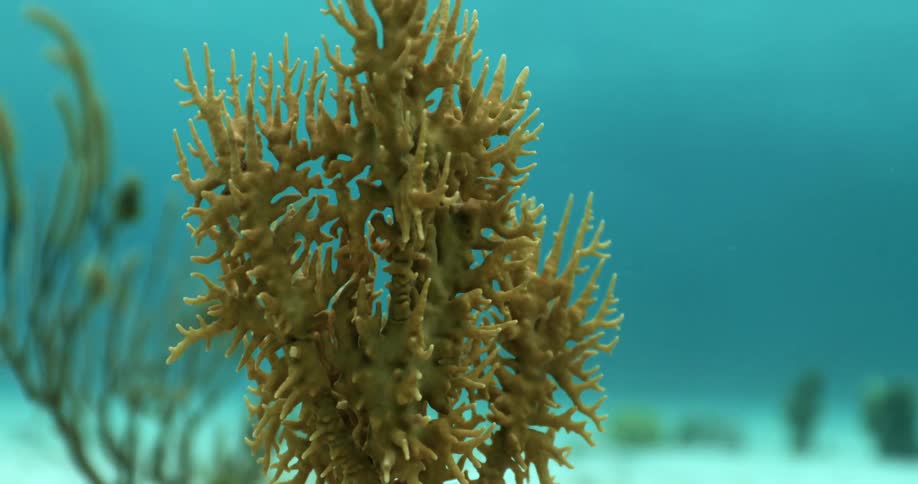A coral plant underwater in the ocean at daytime