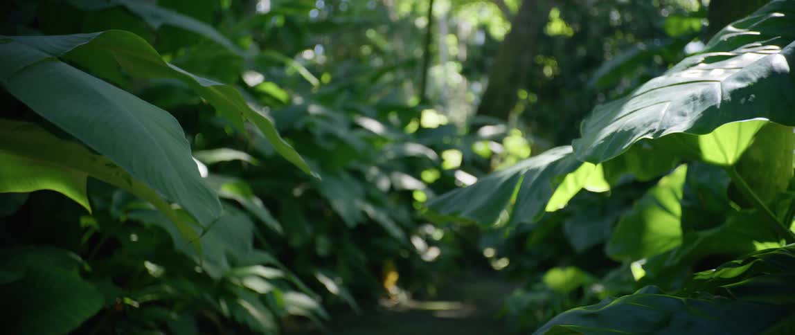 Green leaves on plants in the forest on a sunny day