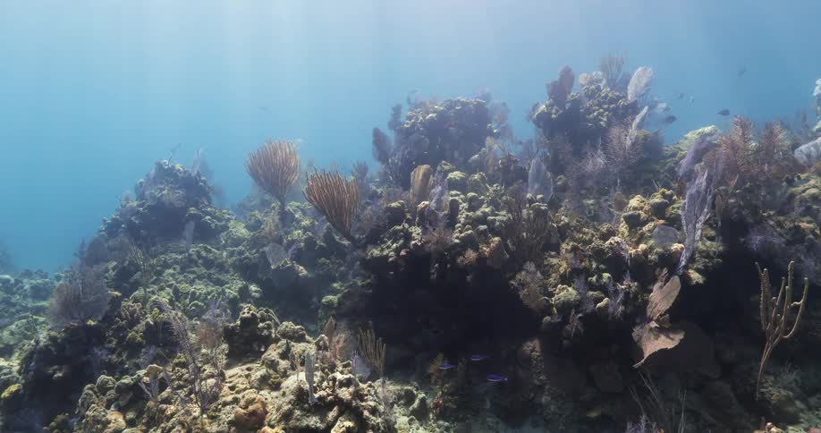 Underwater shot of an ocean