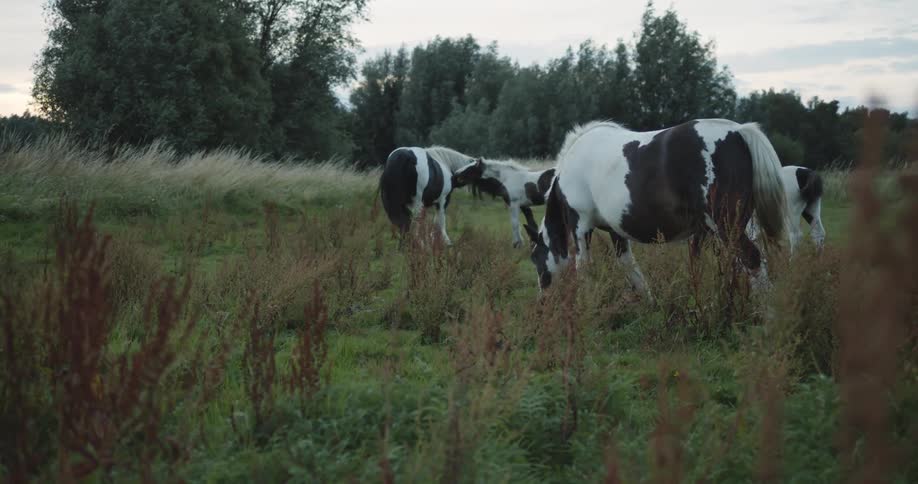 Horses grazing in a field