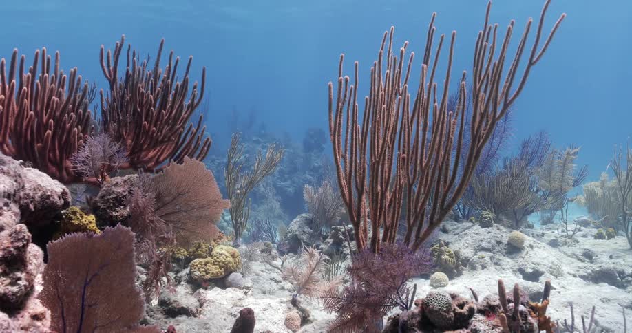 Plants under water